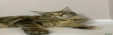 Maine Coon 3