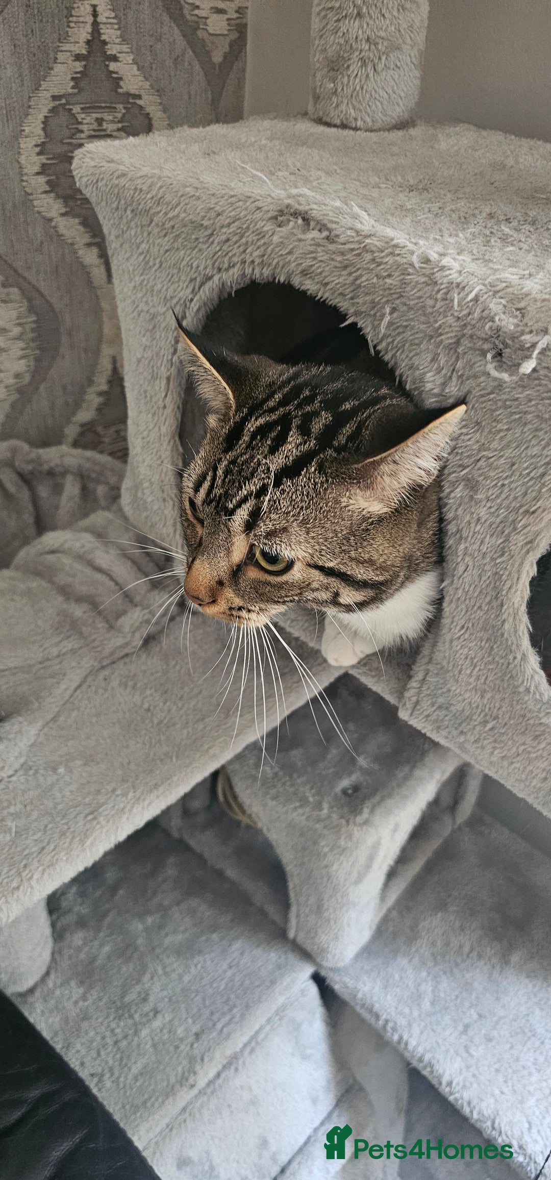 Mixed Breed cats for sale: Beautiful male cat - Image 2