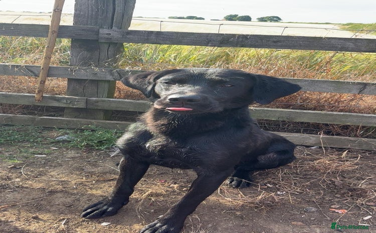 Labrador Retriever dogs - Advert 7