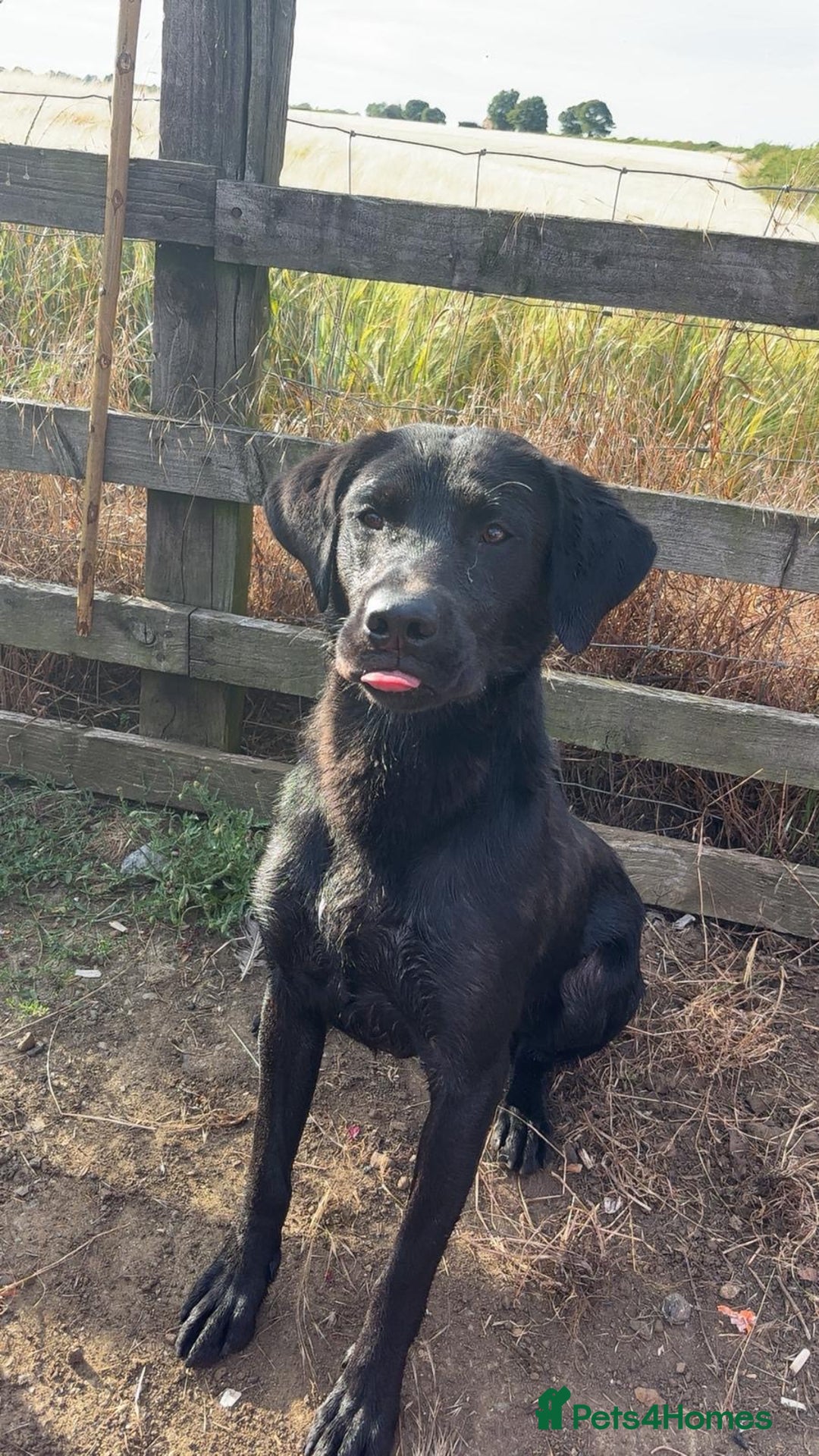 Labrador Retriever dogs for sale: KC registered Labrador for Sale - Image 1