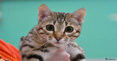 Bengal cats - Advert 14