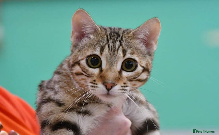 Bengal cats - Advert 2