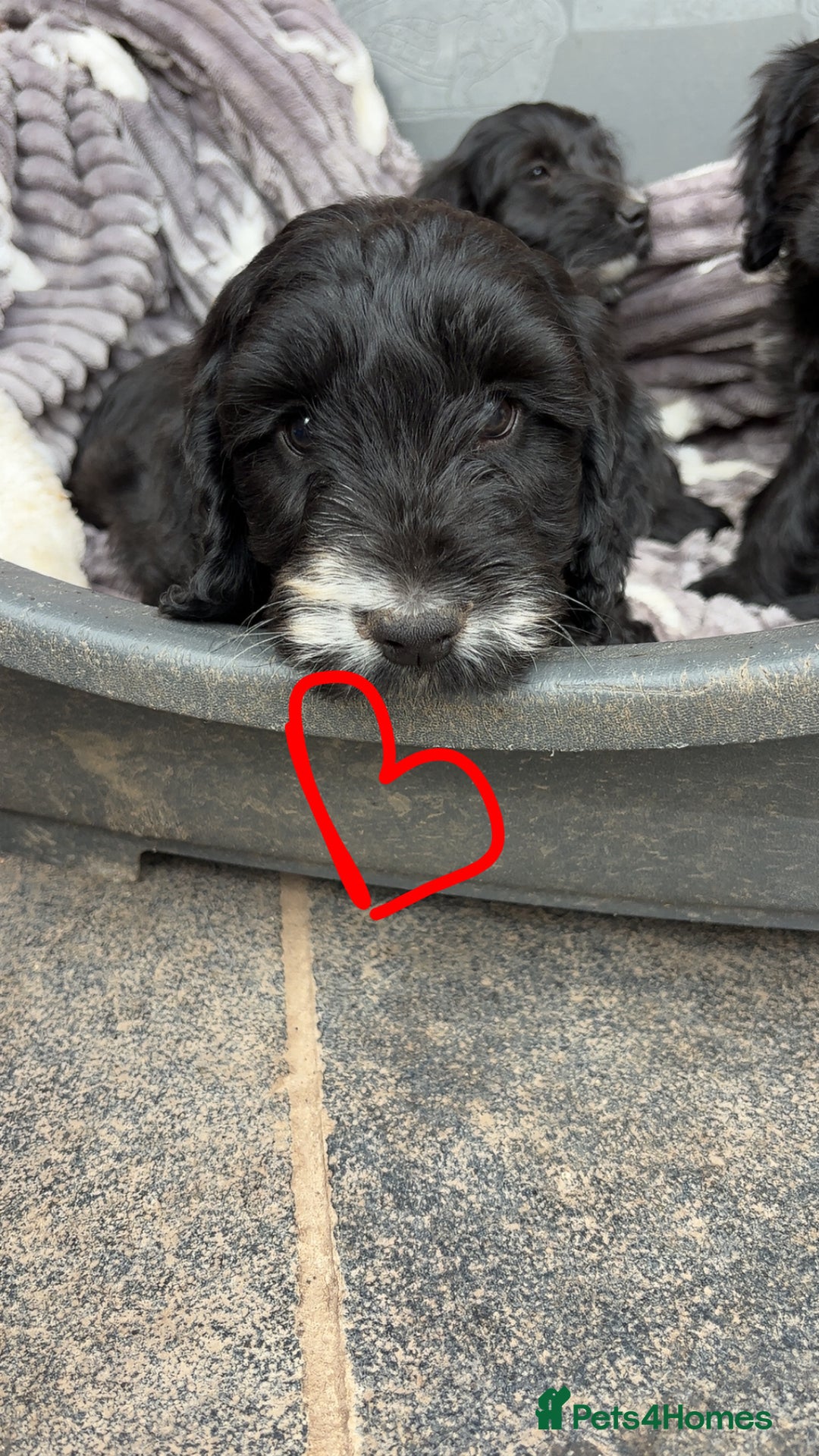 Cockapoo dogs for sale: F1 Adorable CockerPoo Puppies  - Image 16