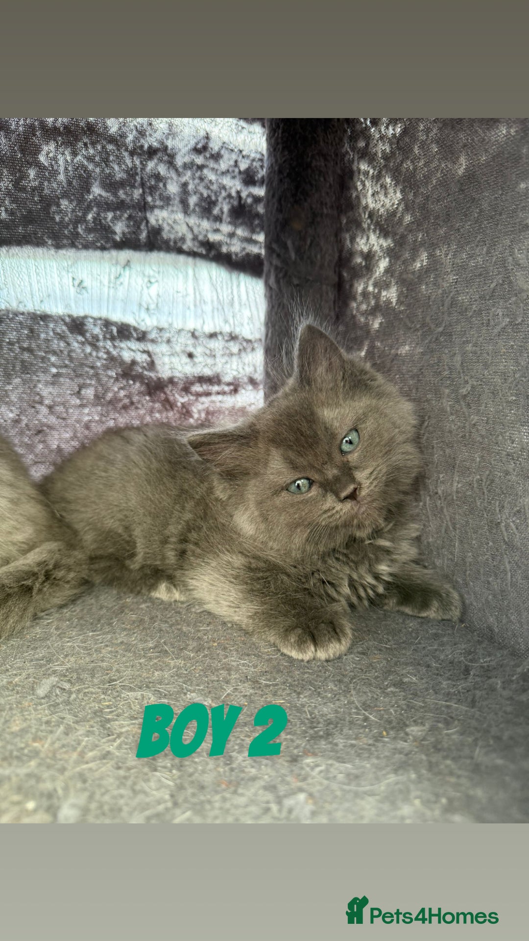 Ragdoll cats for sale: Stunning ragdoll cross BSH - Image 10