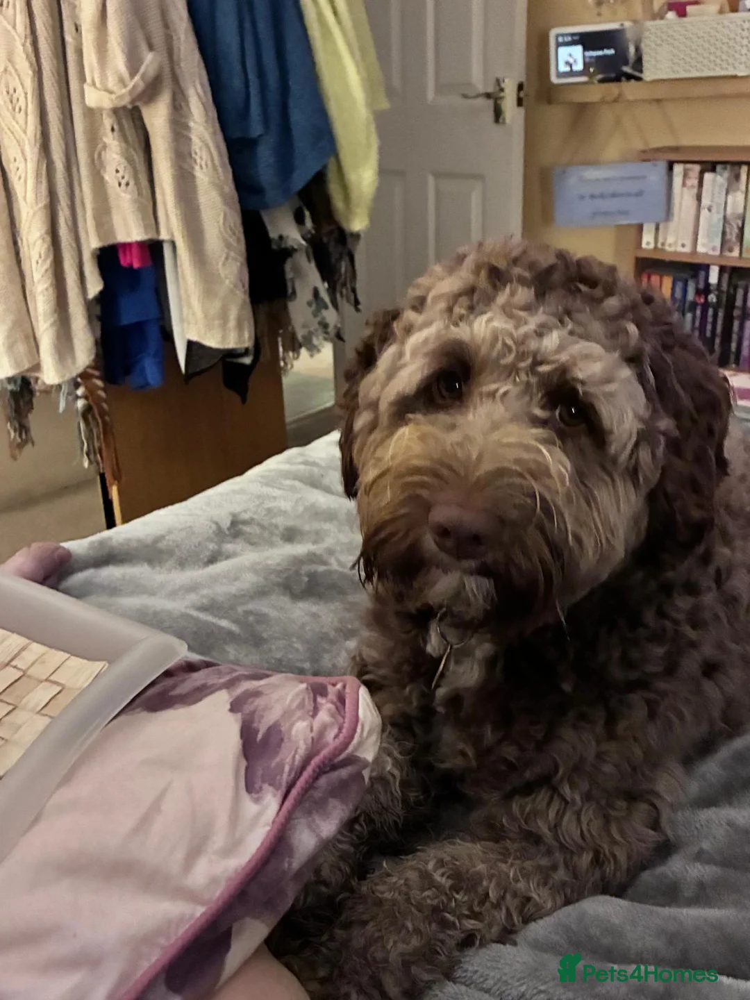 Labradoodle dogs for stud: 🌟Quality Australian Labradoodle 🌟 - Advert 18