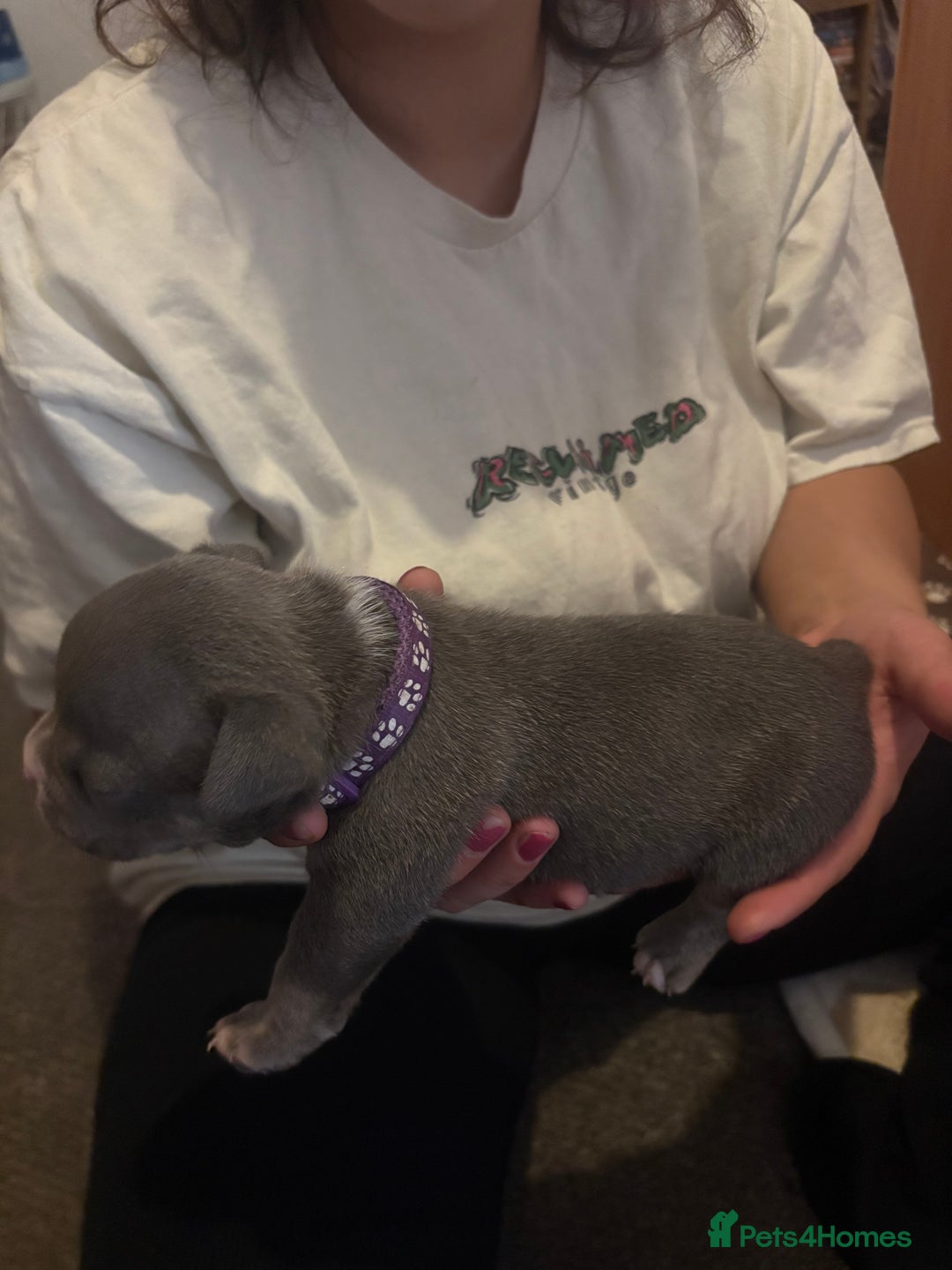 American Bully dogs for sale: American pocket bully tri pups - Image 21