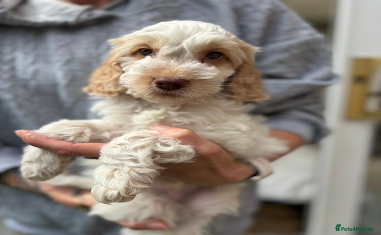 Cockapoo dogs in Bolton - Advert 6