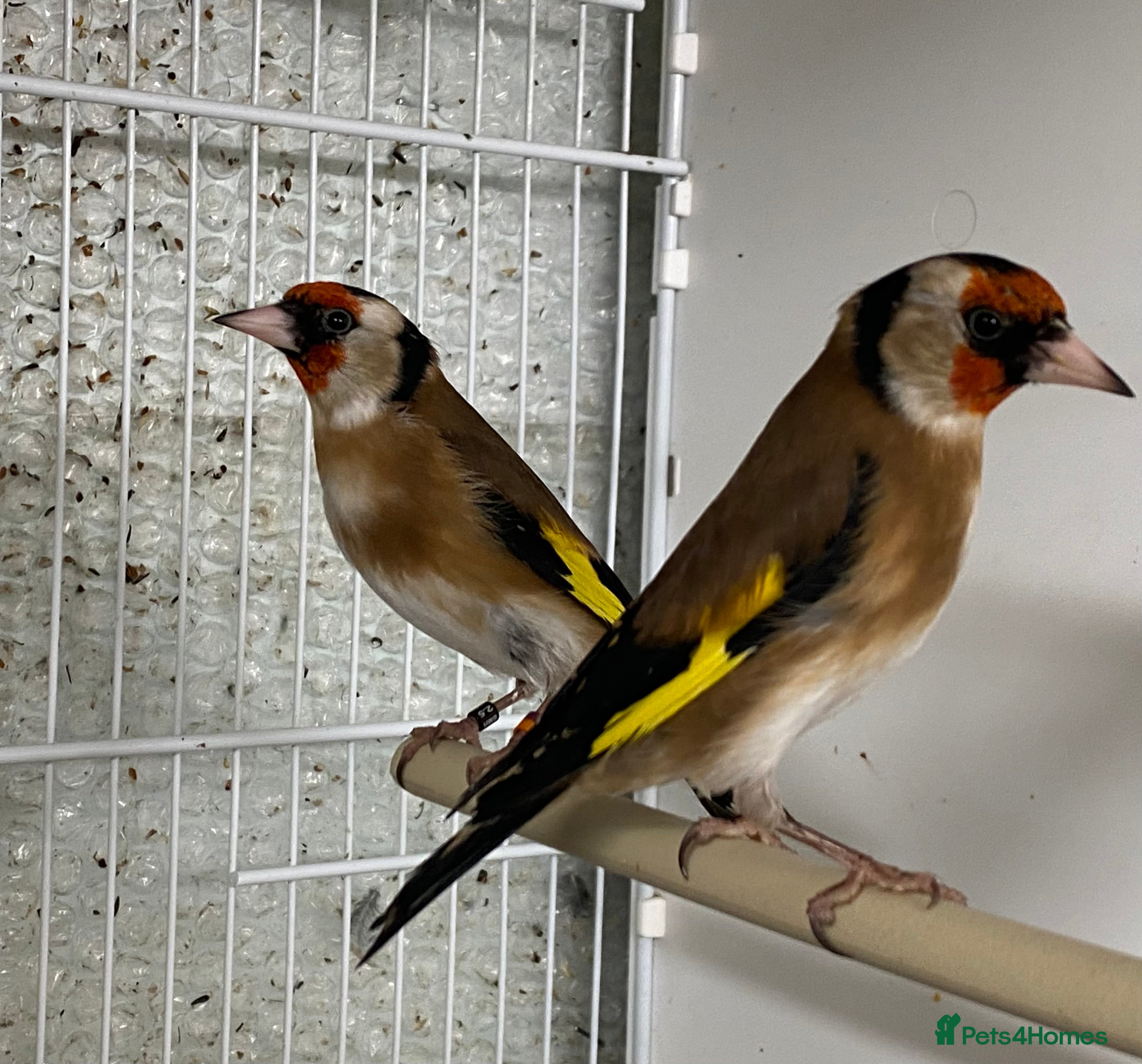 Finches birds Very steady goldfinches available  - Advert 9