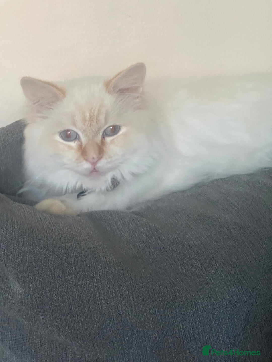 Ragdoll cats for sale: Ragdoll  - Image 8