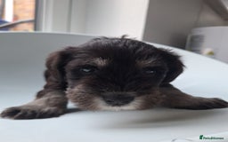 Miniature Schnauzer dogs for sale: 3 adorable miniature schnauzer puppies  - Image 7