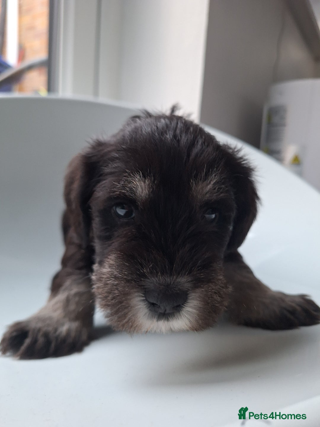 Miniature Schnauzer dogs for sale: 3 adorable miniature schnauzer puppies  - Image 7
