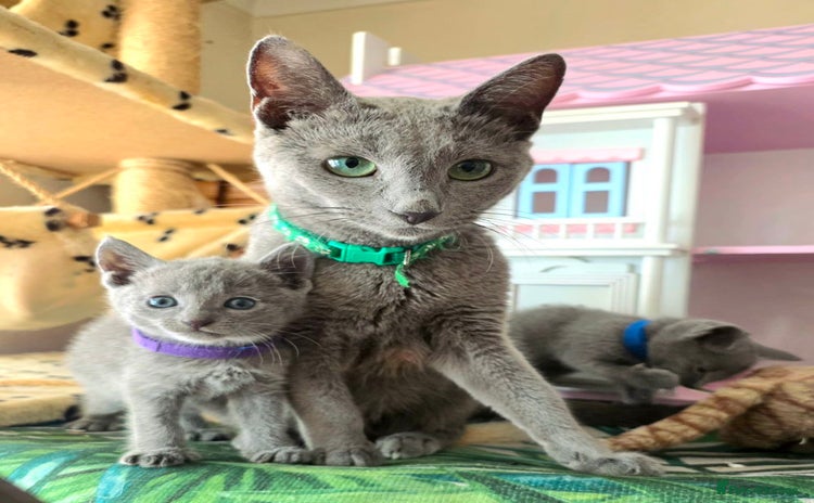 Russian Blue cats - Advert 4
