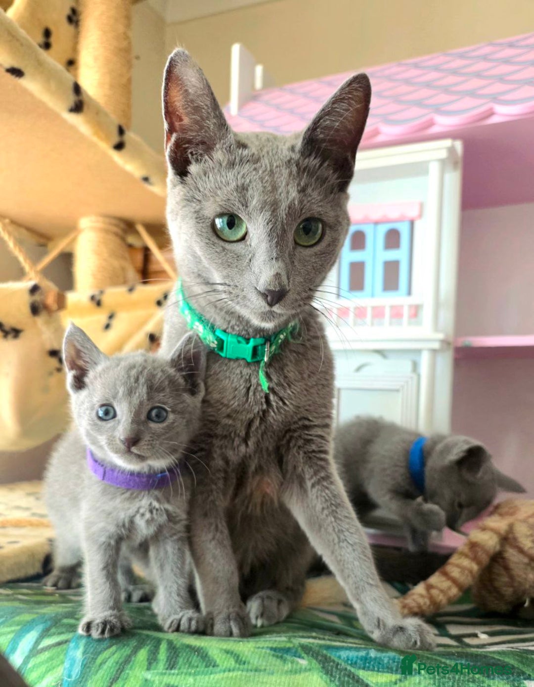 Russian Blue cats for sale: RB kittens Pedigree London  - Image 1