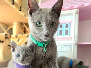 Russian Blue cats - Advert 12
