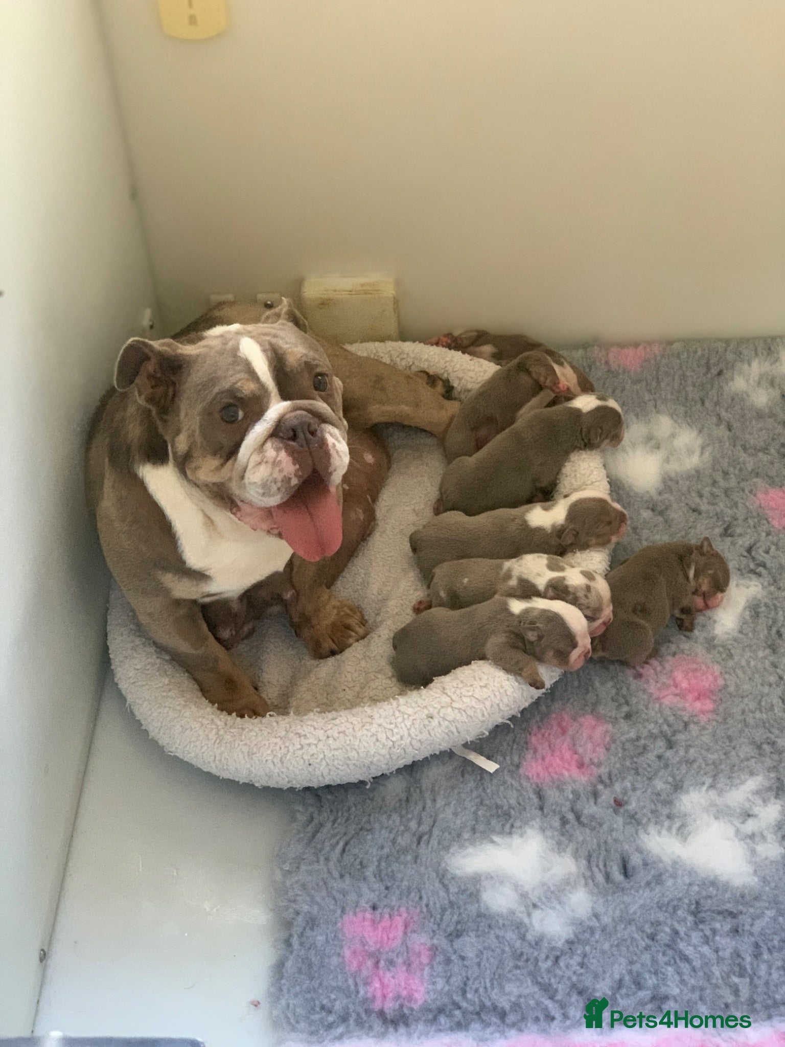 English Bulldog dogs Raised with love, bred with care - Advert 1
