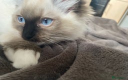 Ragdoll cats for sale: Beautiful Ragdol babies ready to leave  - Image 37