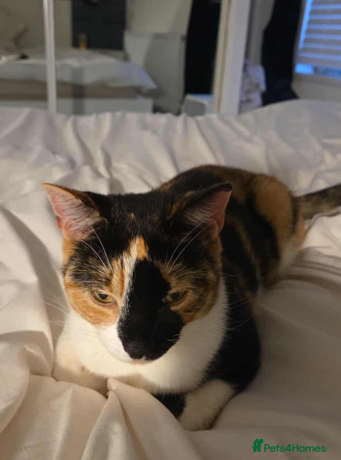 Mixed Breed cats 2 year old Calico cat looking for loving home  - Advert 3