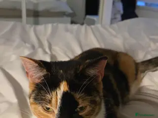 Mixed Breed cats 2 year old Calico cat looking for loving home - Advert 11