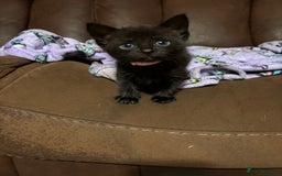 Bengal cats for sale: Bengal mix kittens for sale  - Image 7
