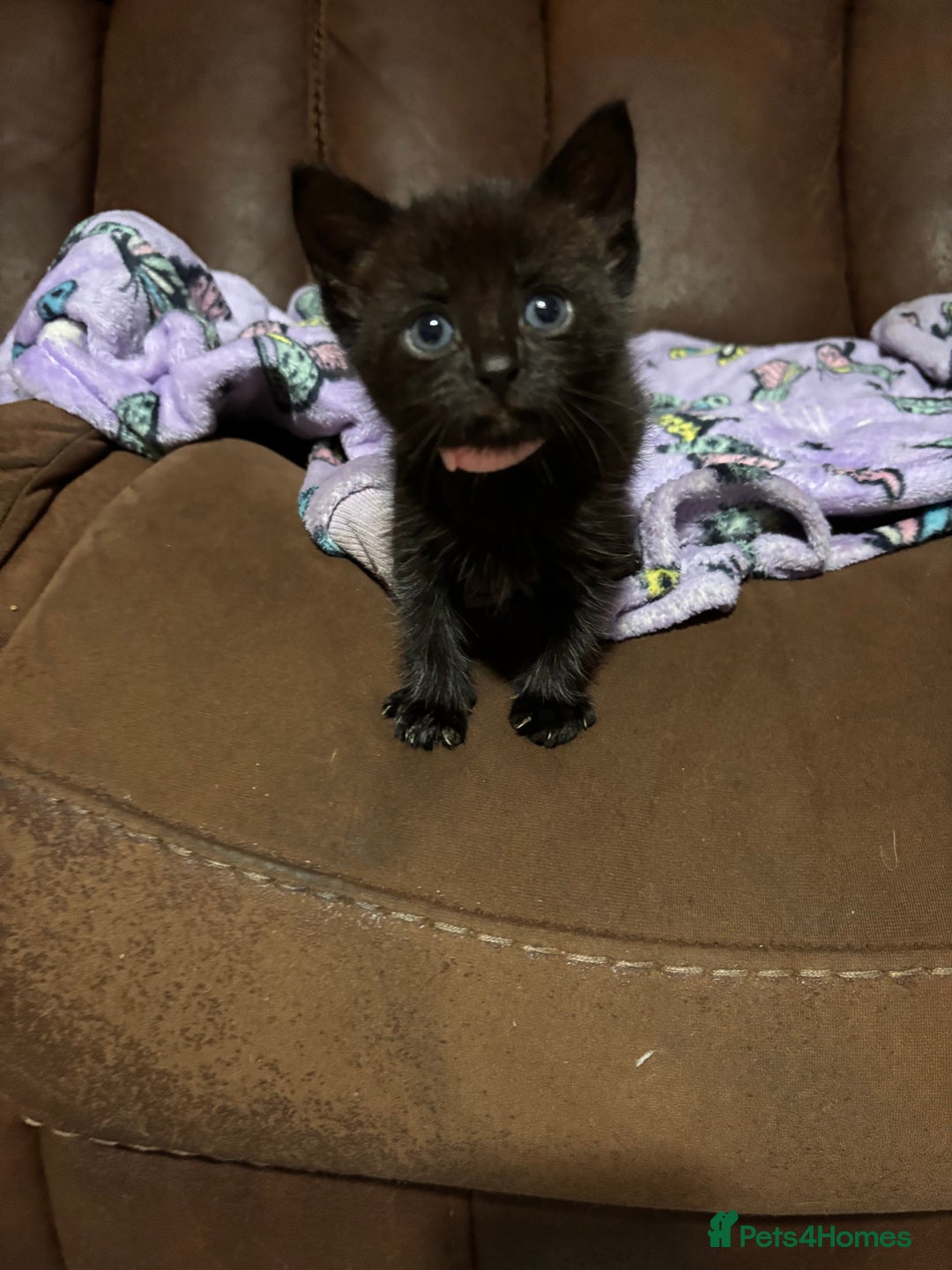 Bengal cats for sale: Bengal mix kittens for sale  - Image 7