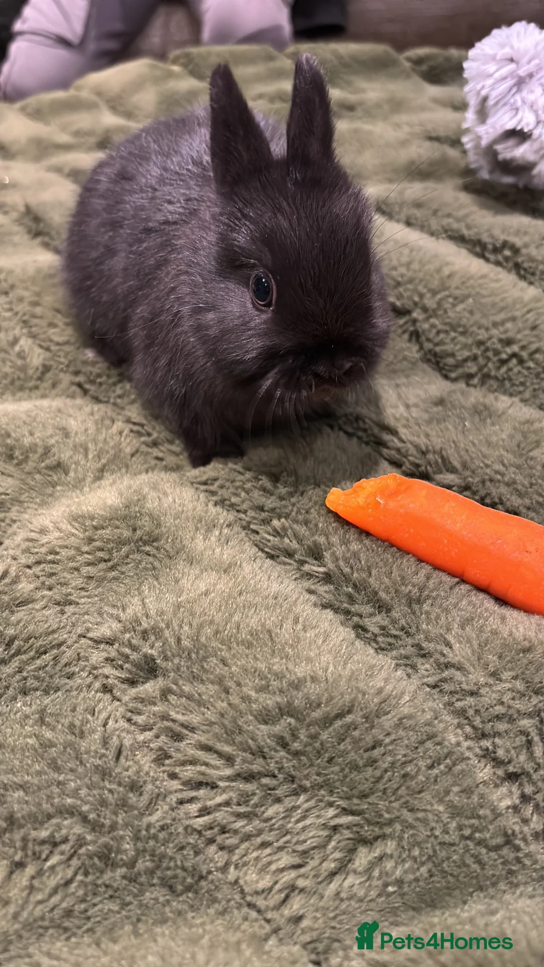 Netherland Dwarf rabbits for sale: Rabbits looking for new homes in Clitheroe - Advert 2