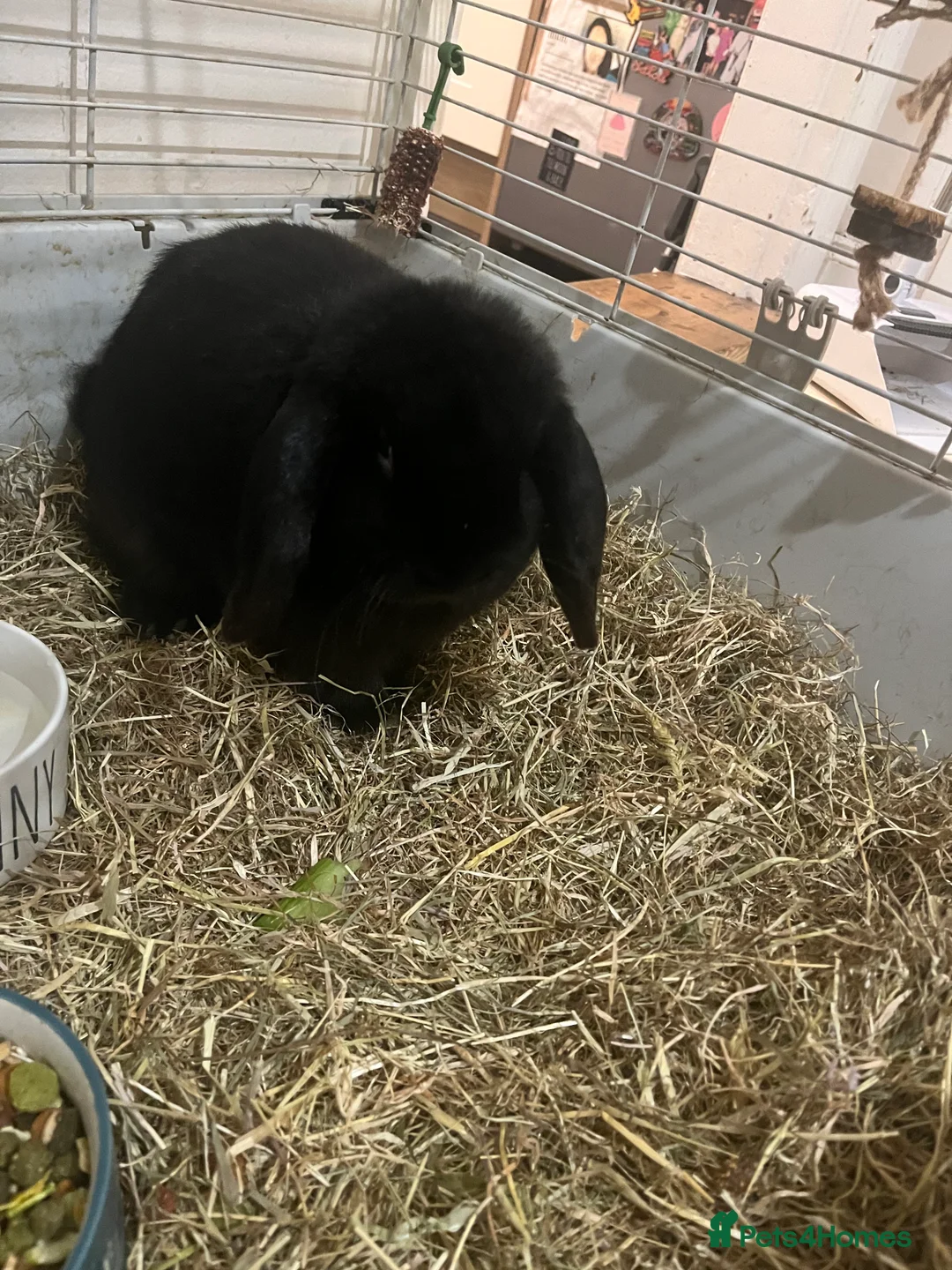 Mixed Breed rabbits for sale: Male rabbits  in Ipswich - Advert 2