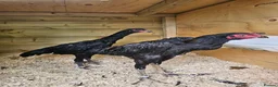 Chickens poultry for sale: O shamos pure japenese and belguims   - Advert 8