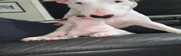 English Bull Terrier dogs for sale: ⭐️Ready Now ⭐️KC Champion EBT Pups ⭐️ - Advert 14