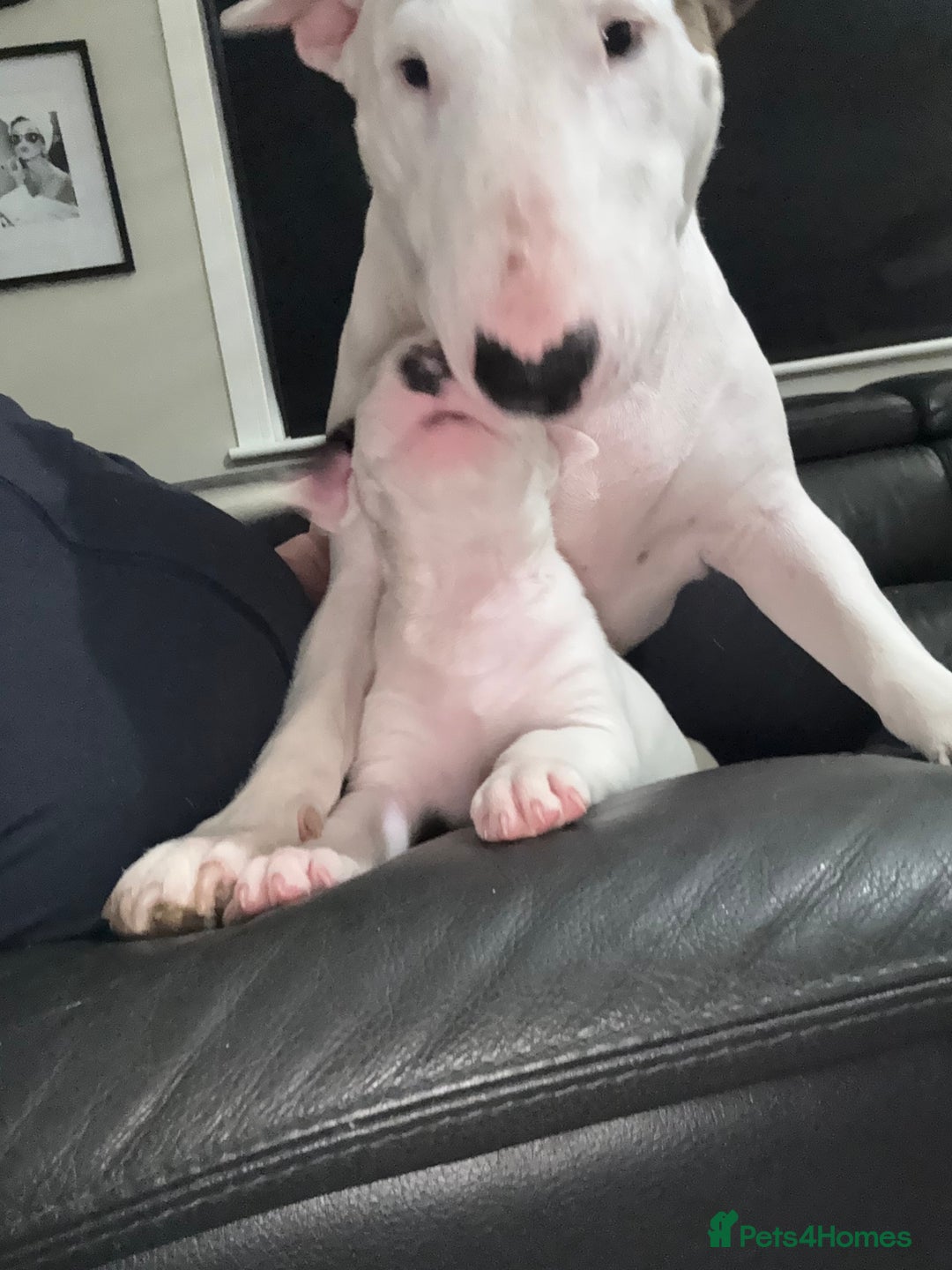 English Bull Terrier dogs for sale: ⭐️Ready Now ⭐️KC Champion EBT Pups ⭐️ - Advert 14