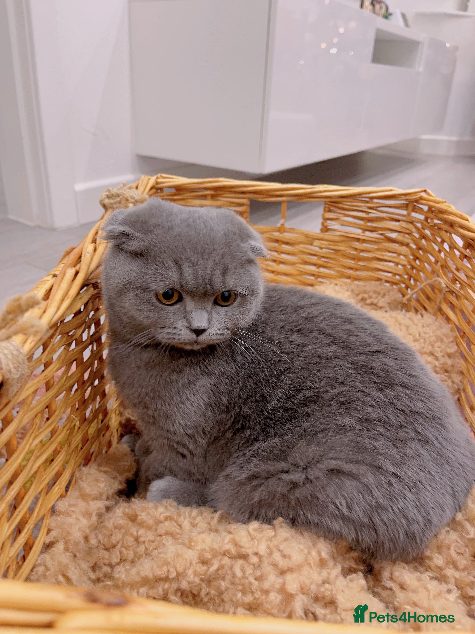 Scottish Fold cats 🚨 URGENT! Price Dropped🔥🔥 - Advert 18