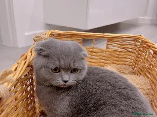 Scottish Fold cats 🚨 URGENT! Price Dropped🔥🔥 - Advert 18