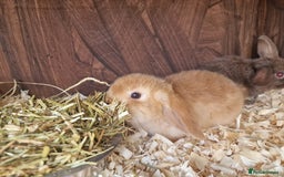 Mini Lop rabbits for sale: Mini lop babies  - Image 1
