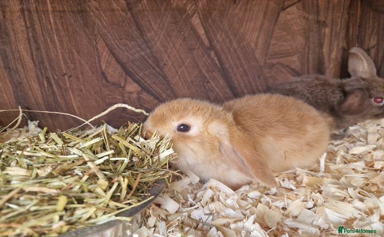 Mini Lop rabbits - Advert 2
