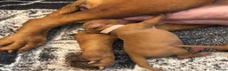 Hungarian Vizsla dogs for sale: Beautiful Hungarian Vizsla Puppies - Advert 3