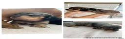 Miniature Dachshund dogs for sale: Beautiful Miniature dachshunds for sale  in Southampton - Advert 9