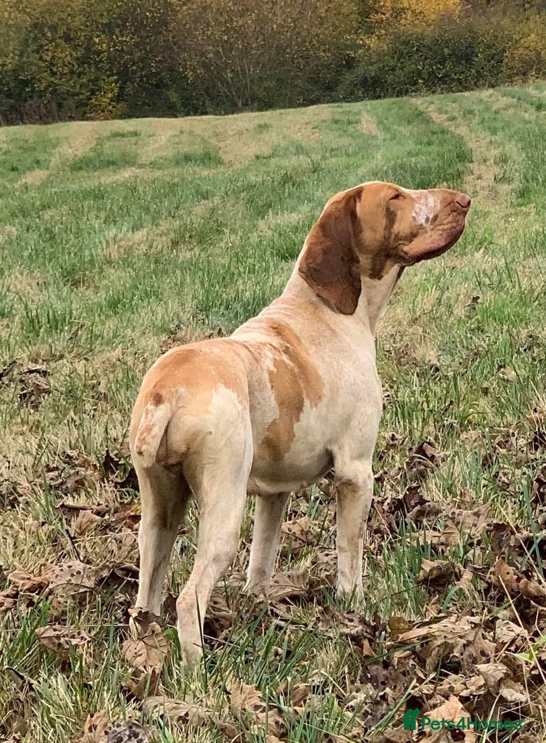 Bracco Italiano dogs for sale: 🌟Top Breeder 2021,22,23,24,25🌟 - Image 6