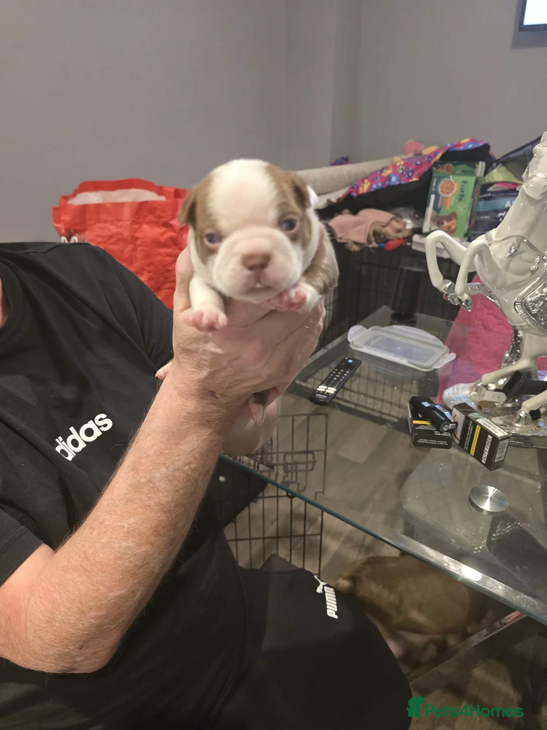 Boston Terrier dogs for sale: BEAUTIFUL BOSTON TERRIER PUPS  - Advert 26