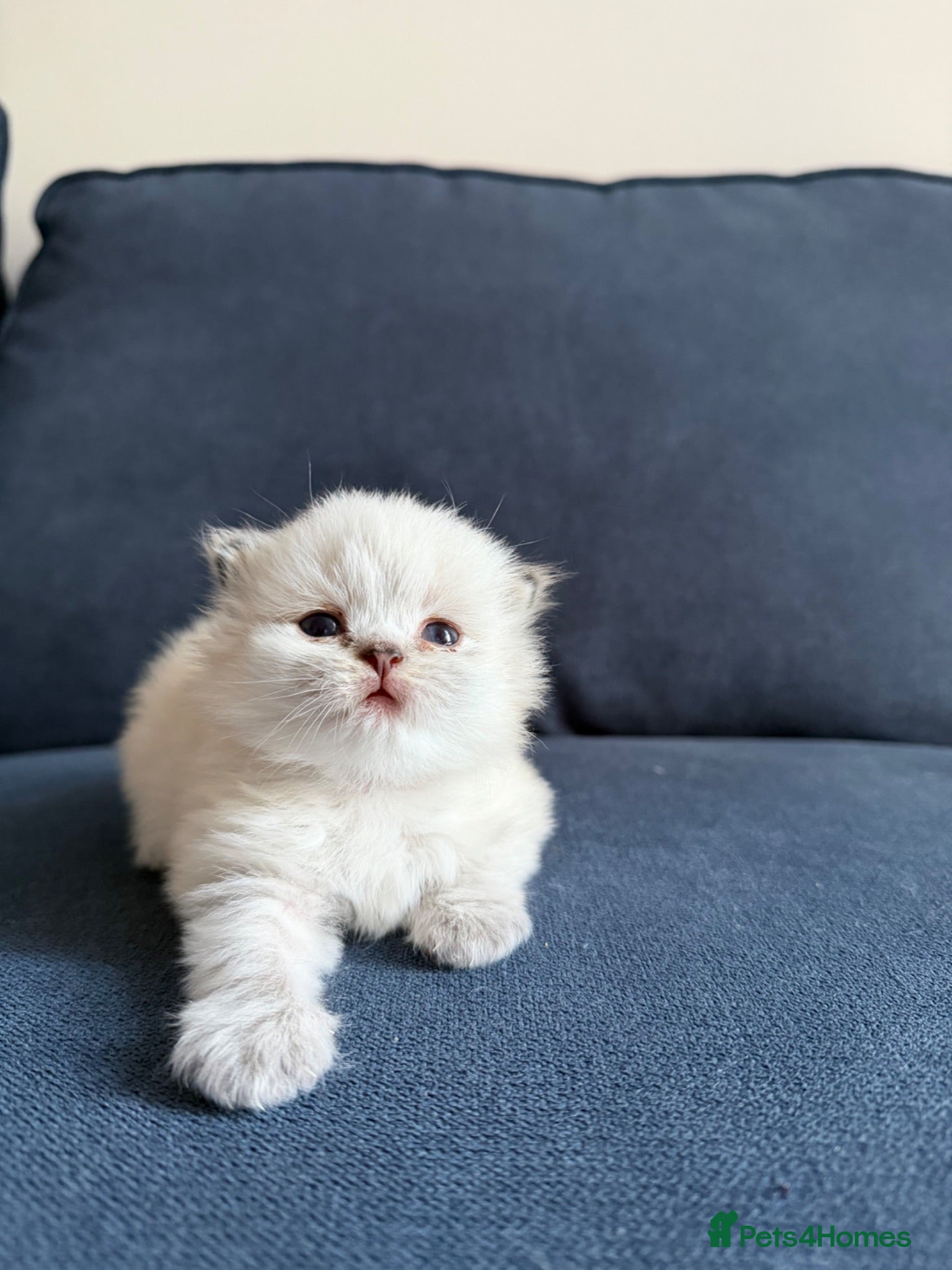 British Longhair cats Outstanding British Longhair kitten  - Advert 2