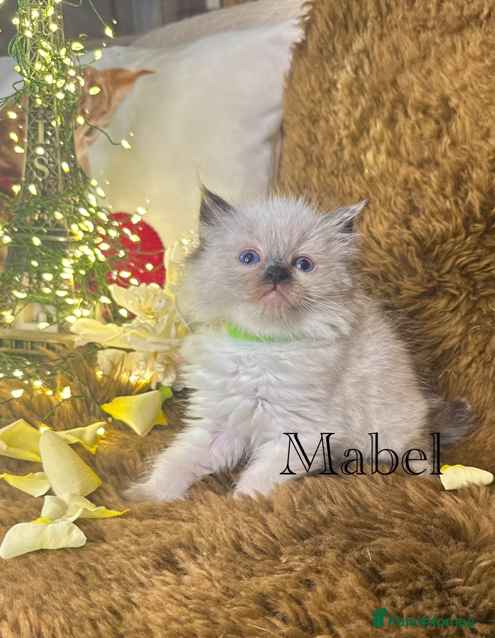 Ragdoll cats GCCF Sealpoint Lynx Mitted Ragdoll Kittens  - Advert 1