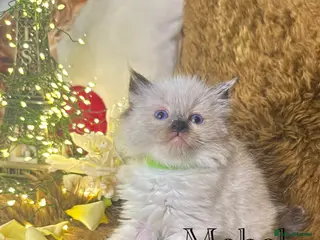 Ragdoll cats GCCF Sealpoint Lynx Mitted Ragdoll Kittens - Advert 2