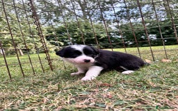 Border Collie dogs for sale: 4 week old Adorable Border Collie Puppies  - Image 7