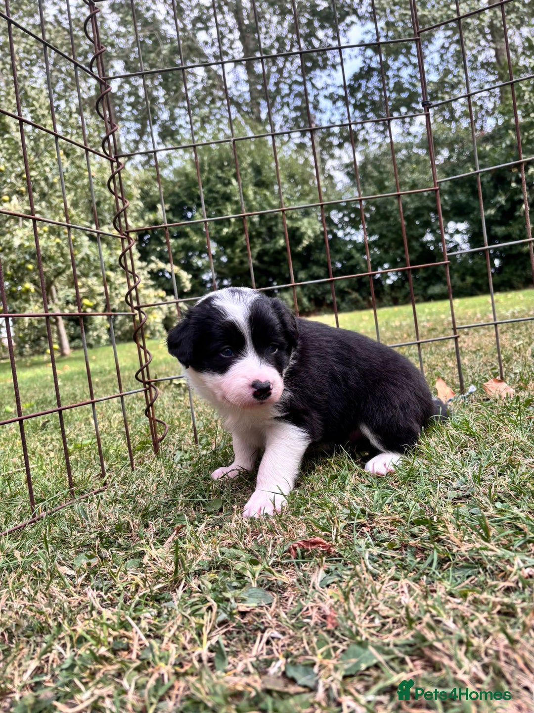 Border Collie dogs for sale: 4 week old Adorable Border Collie Puppies  - Image 7