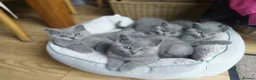 British Shorthair cats for sale: Blue British shorthairs kittens with GCCFpedigree in Taunton - Advert 7