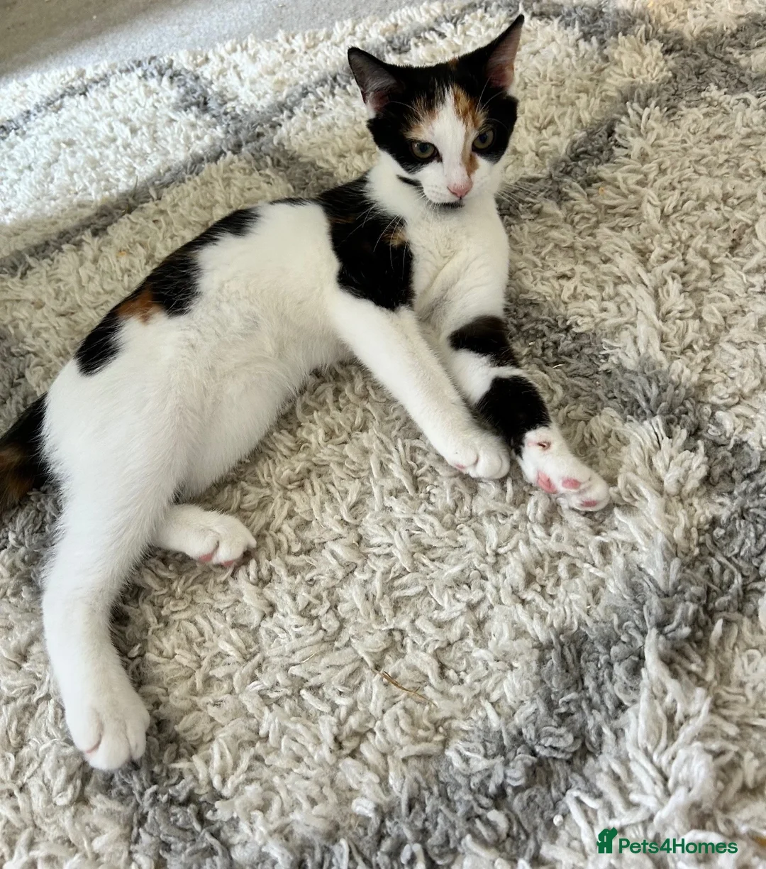 Mixed Breed cats for sale: Tortoise shell kitten  in Girvan - Advert 2