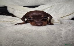 Miniature Dachshund dogs for sale: Miniature dachshunds 🐶 - Advert 14