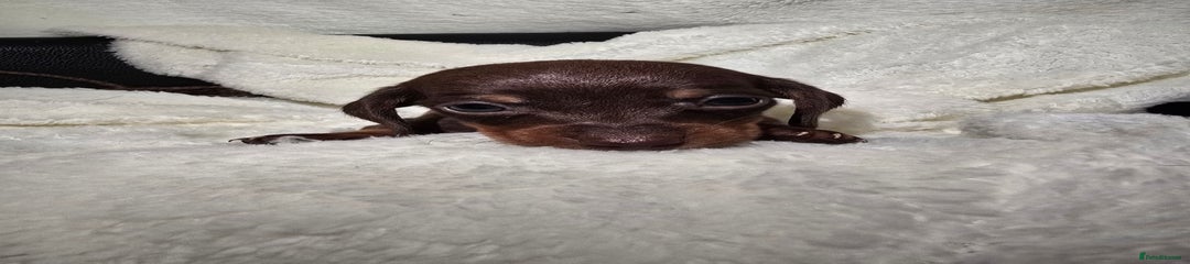 Miniature Dachshund Puppy 6