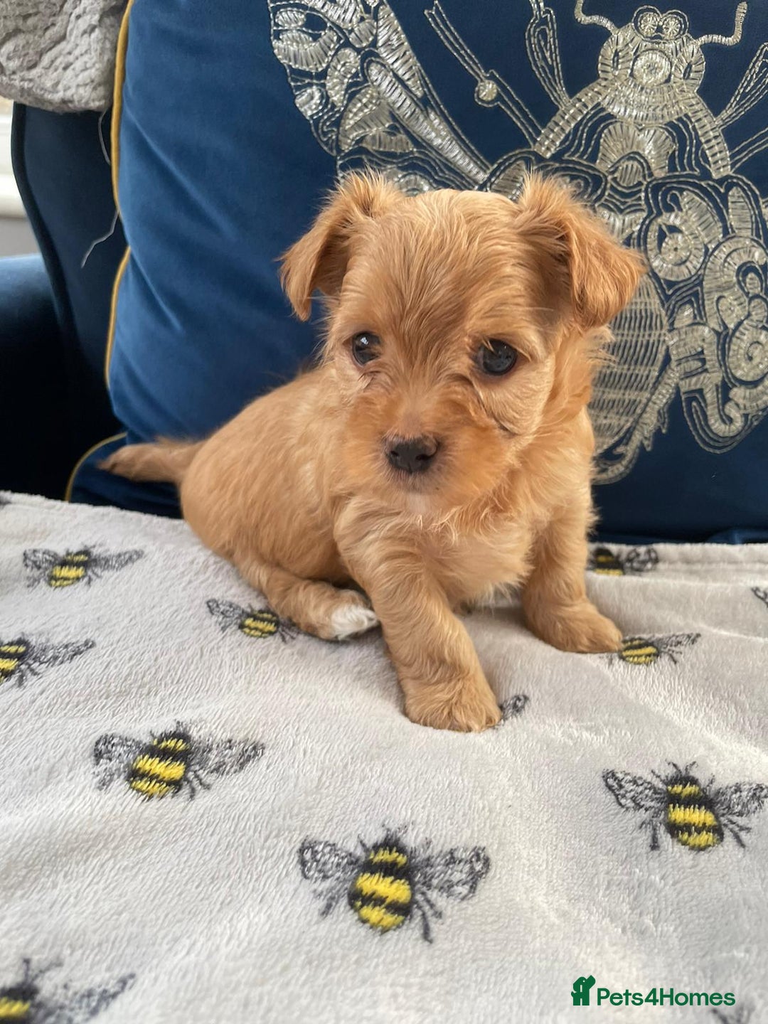 Yorkshire Terrier dogs for stud: Yorkshire terrier for stud - Advert 12