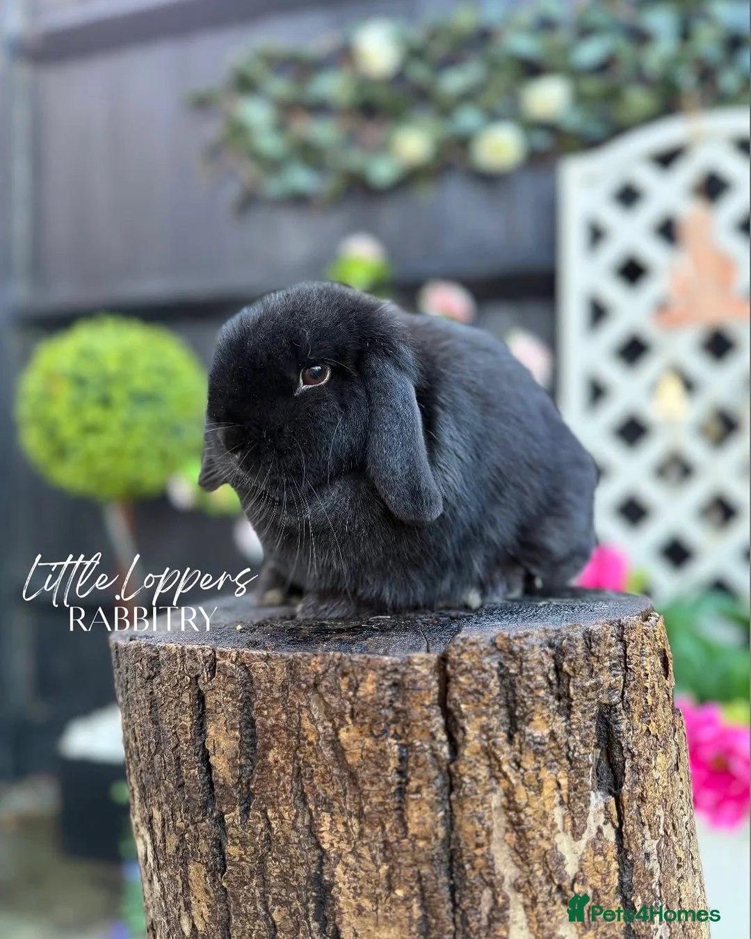Mini Lop rabbits for sale: Female Mini Lop • Searching for Pet Only Home - Advert 4
