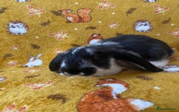 French Lop rabbits for sale: Brc rung Giant French lop rabbits for sale  - Image 26