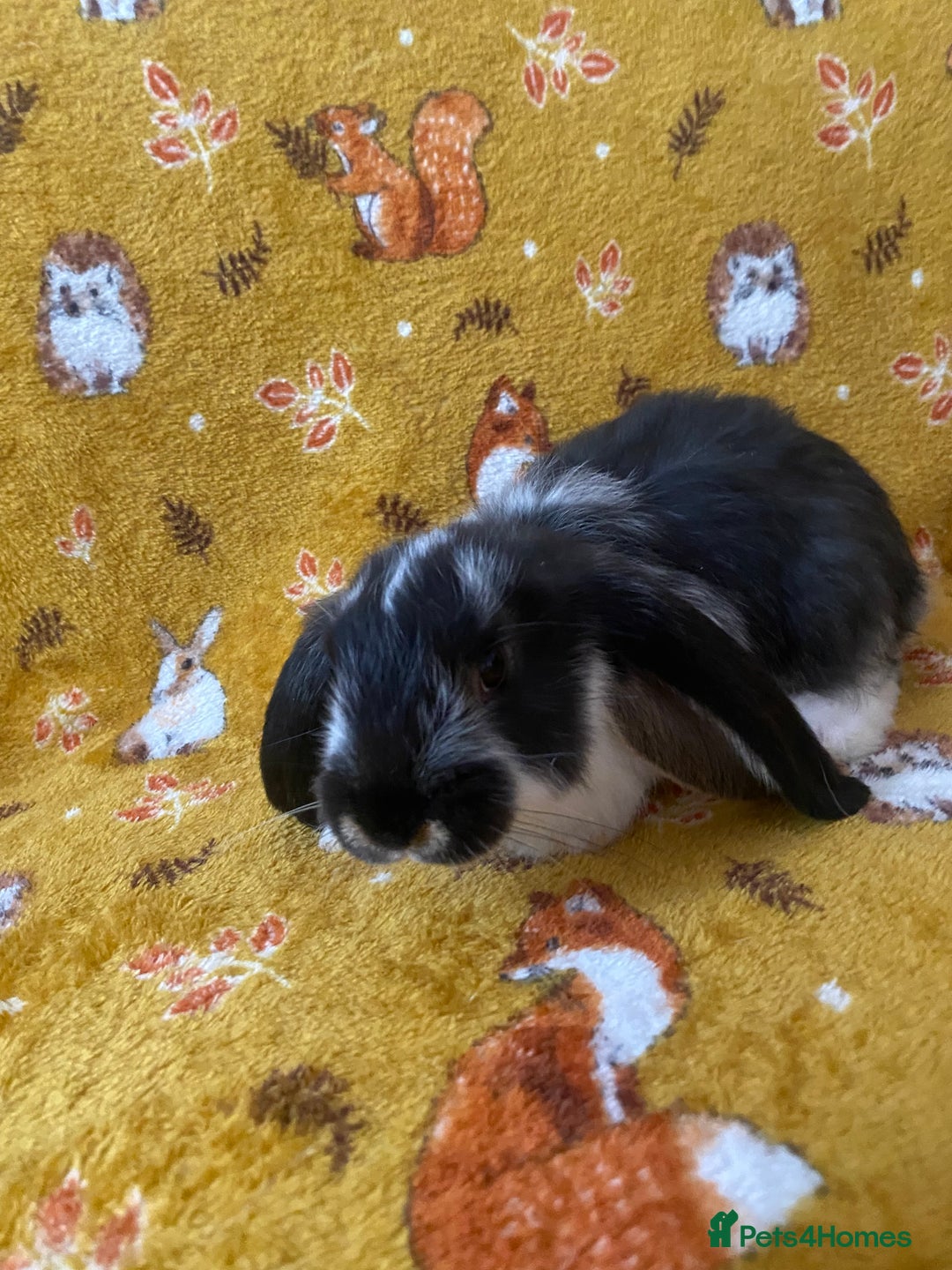 French Lop rabbits for sale: Brc rung Giant French lop rabbits for sale  - Image 26